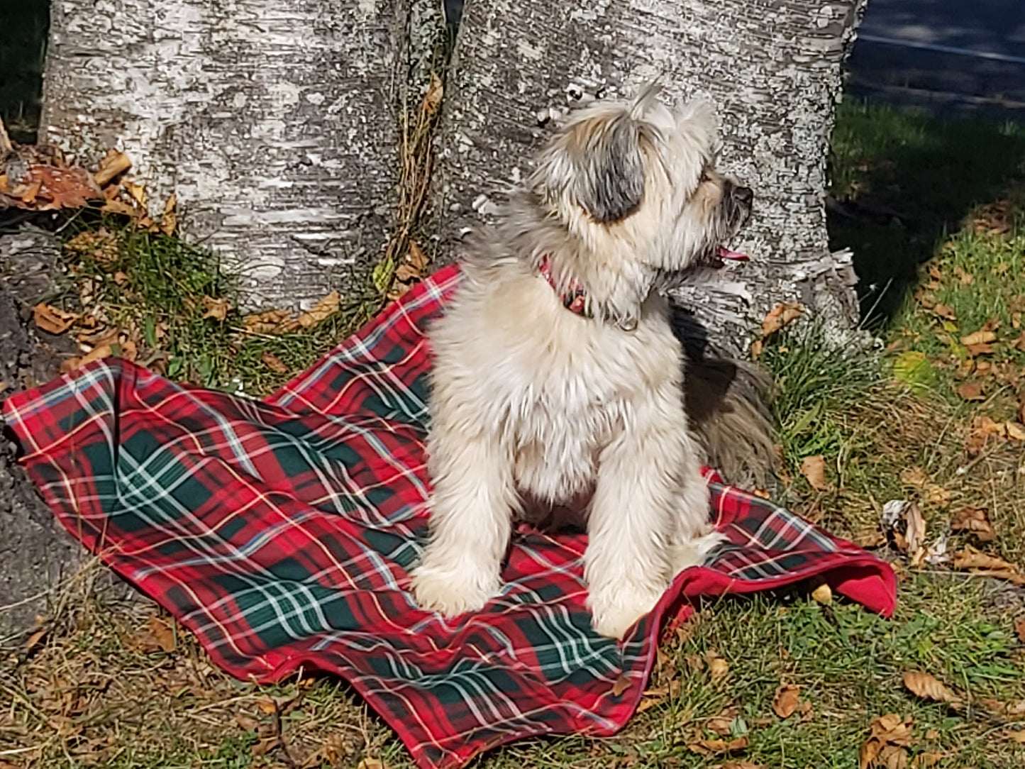 Gordon Tartan Lap Throw ou couverture pour chien