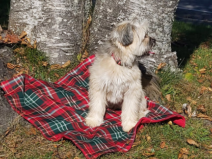 Couverture pour chien tartan de la Nouvelle-Écosse