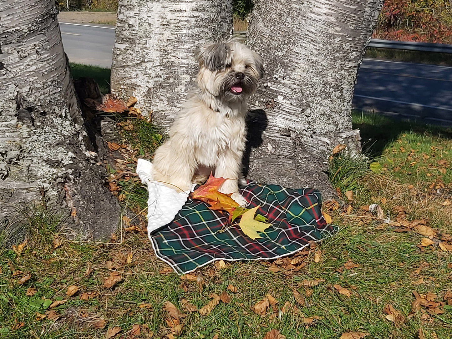 Couverture pour chien tartan de la Saskatchewan