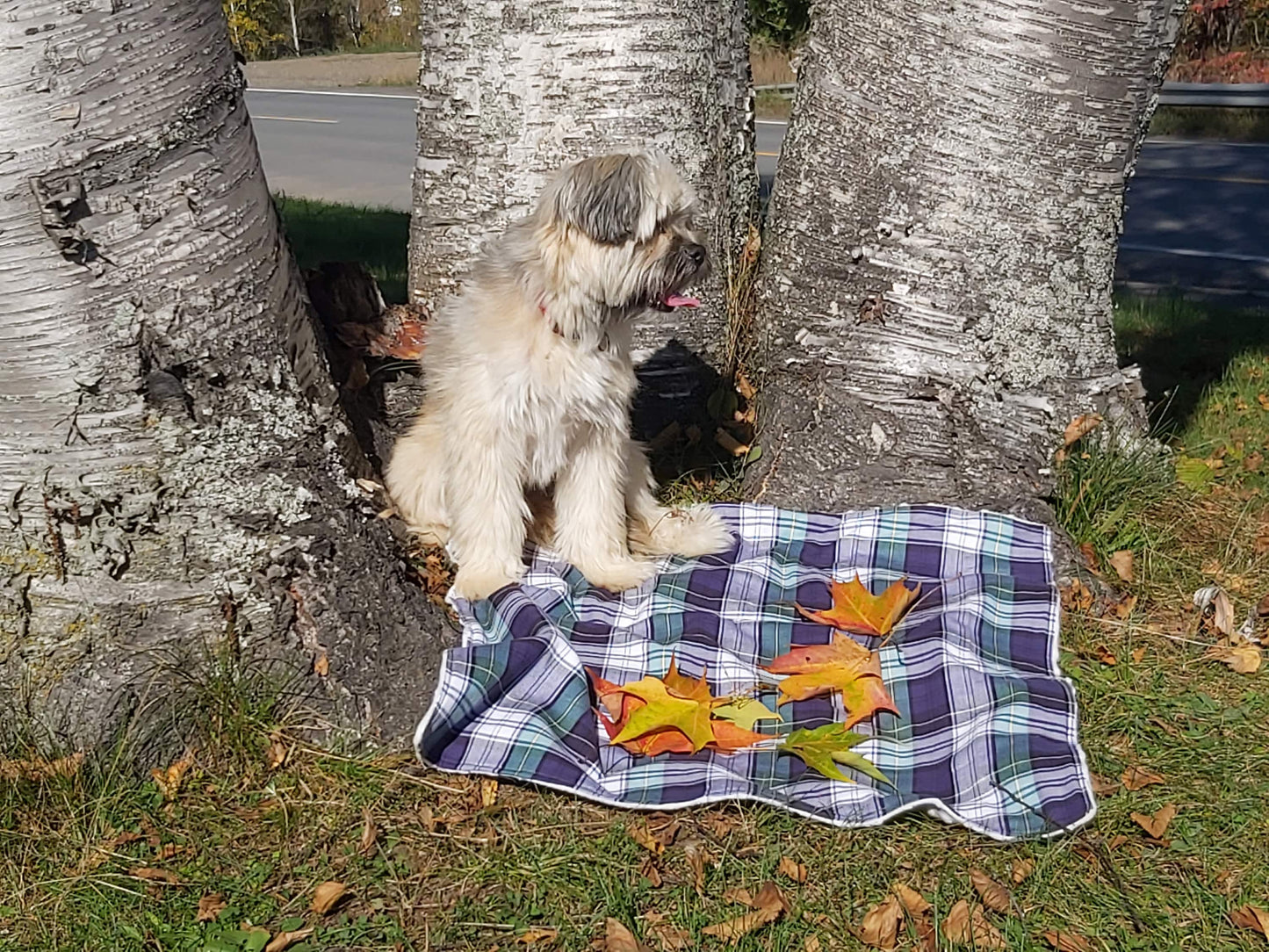 Couverture pour chien tartan de la Nouvelle-Écosse