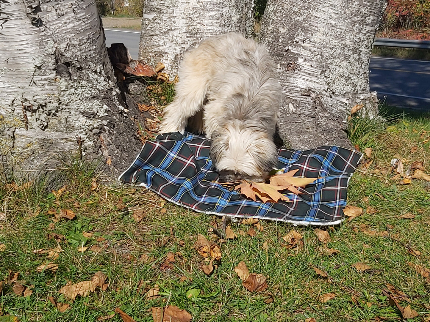 Couverture pour chien tartan de la Saskatchewan