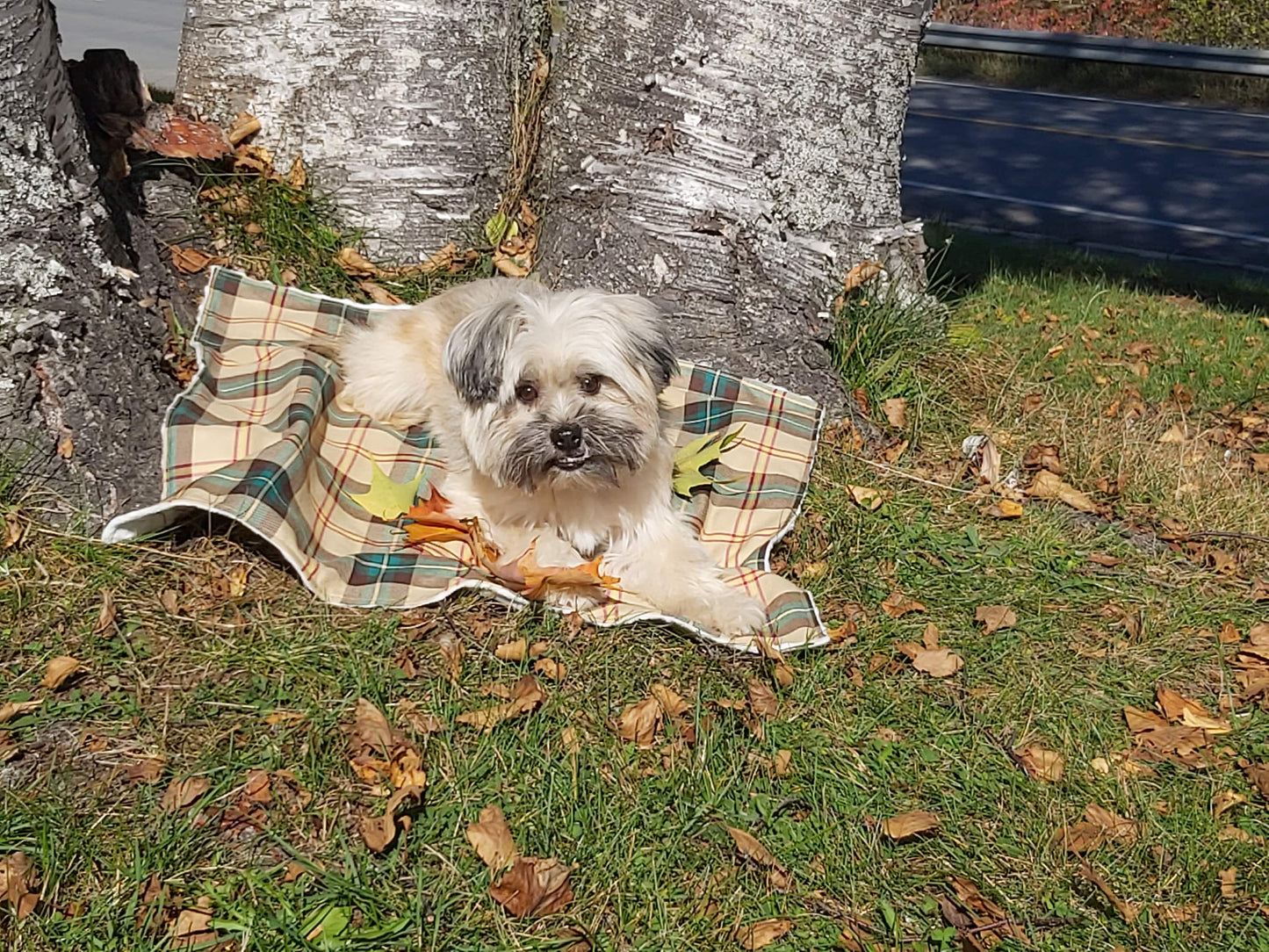 Couverture pour chien tartan de la Nouvelle-Écosse