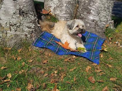 Gordon Tartan Lap Throw ou couverture pour chien