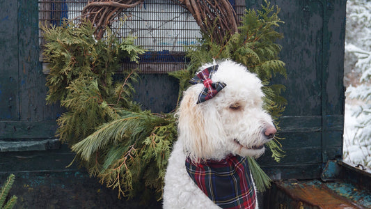 Black Stewart Tartan Dog Bandana