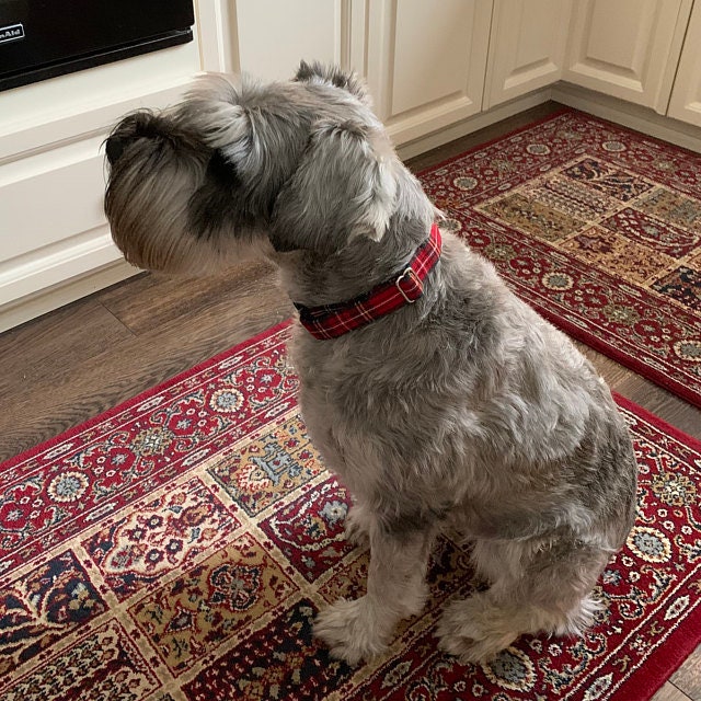 Collier pour animaux de compagnie Royal Stewart Tartan pour photos de Noël