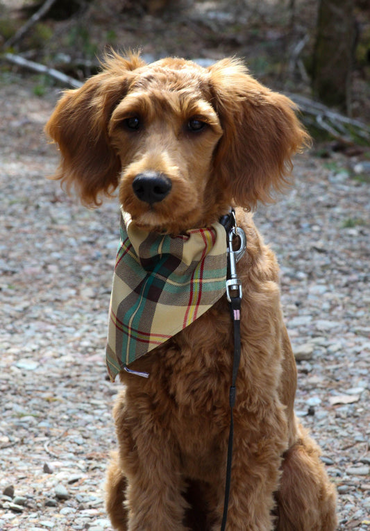 Saskatchewan Tartan Dog Bandana