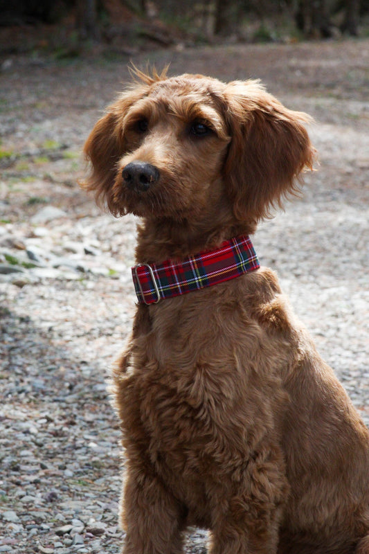 Royal Stewart Tartan Dog Collar