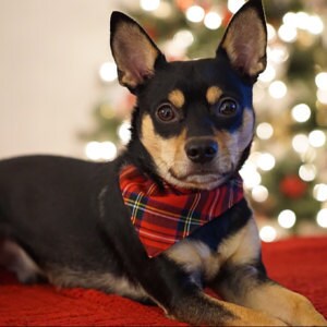 Royal Stewart Tartan Dog Bandana