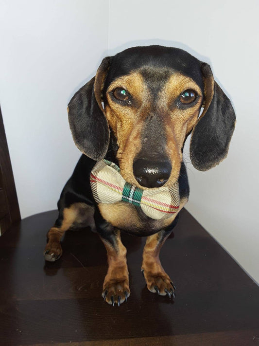 Saskatchewan Tartan Pet Birthday Bow Tie